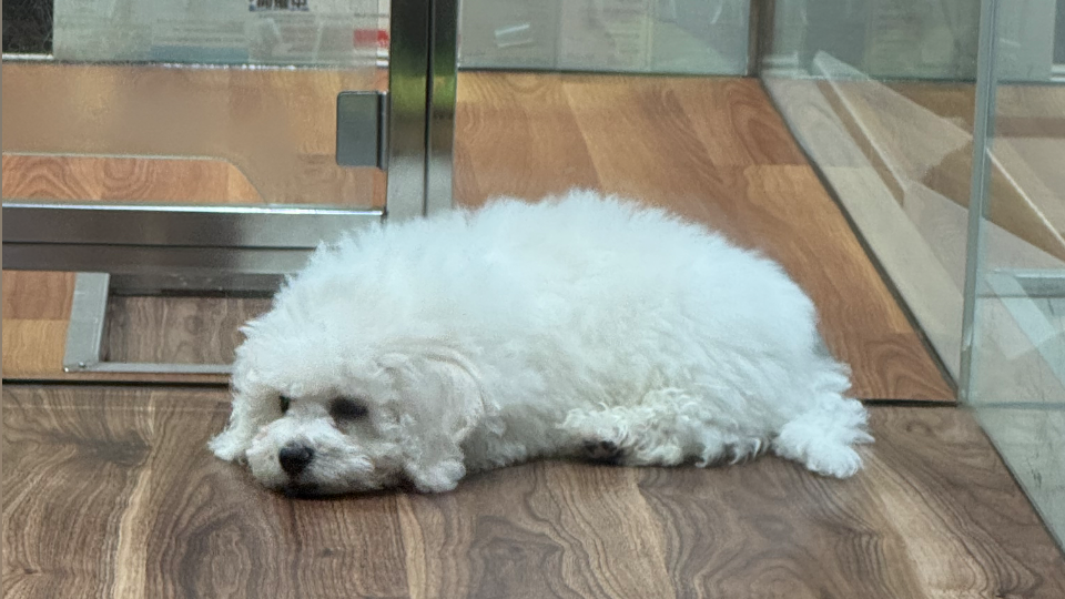 再試のために学校に行った帰りにペットショップ覗いてきた👀