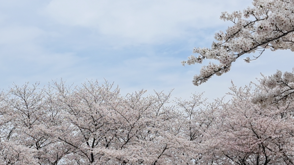 もう少ししたら、桜が少しづつ咲いてくる…かな…？