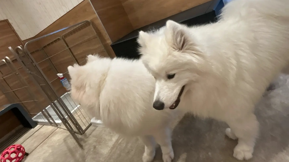 また行きたいなぁ🥺サモエドちゃん可愛かったなぁと見返してる👀