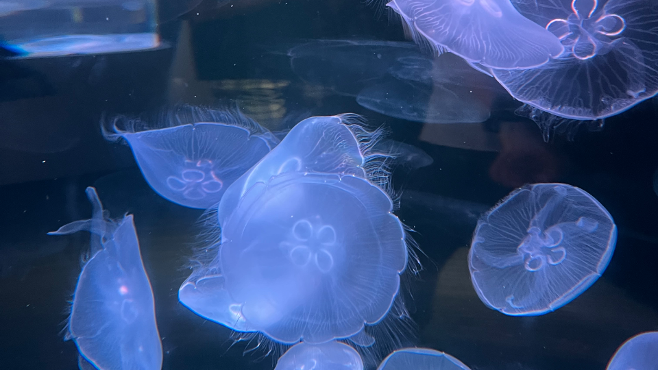 水族館行ってきたよー🫧✨クラゲ見たらちょっと涼しく感じたかも🪼